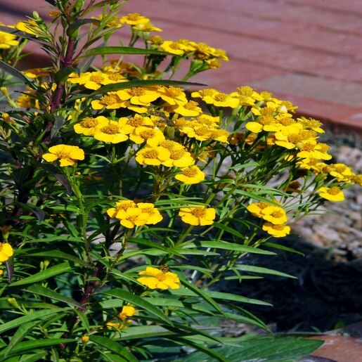 Tagetes Lucida Mexican Tarragon 1 Container SiteOne