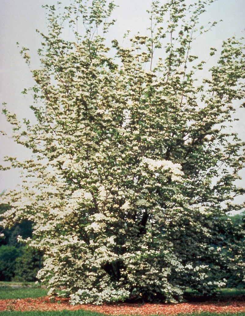 Cornus X Rutgersensis Stellar Rutcan Constellation Dogw SiteOne