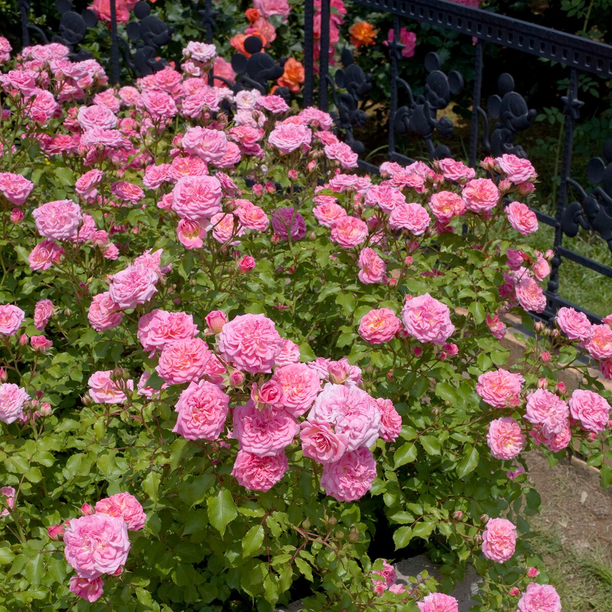 Rosa X Meiswetdom Sweet Drift Rose SiteOne