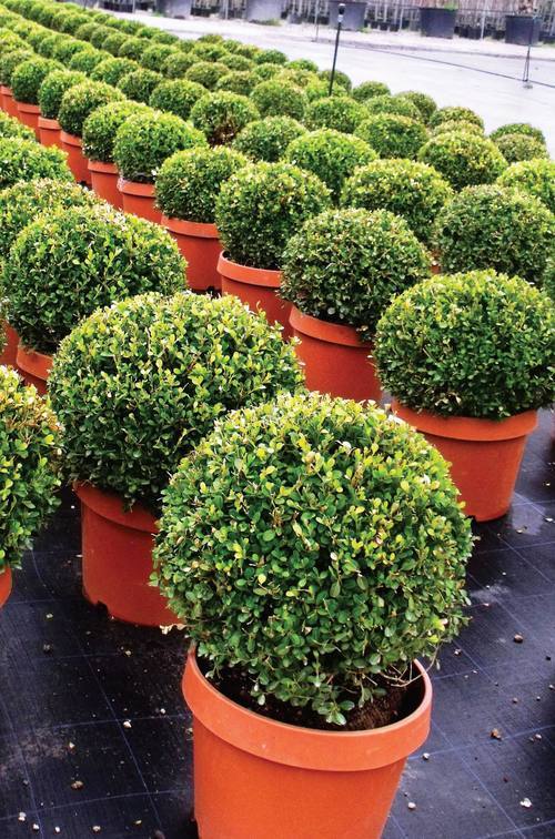 Buxus Sempervirens Rotundifolia American Boxwood | SiteOne