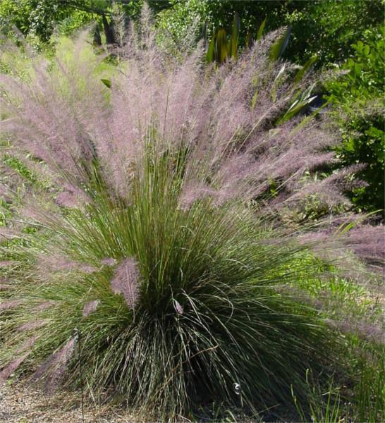 Muhlenbergia X Capillaris Pink Flamingo Muhly Grass | SiteOne