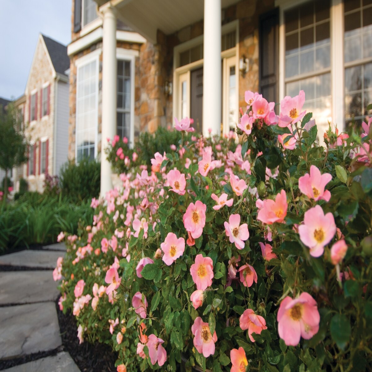 Rosa X Radcor Rainbow Knock Out Rose SiteOne