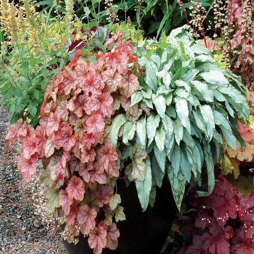 X Heucherella Copper Cascade Foamy Bells SiteOne