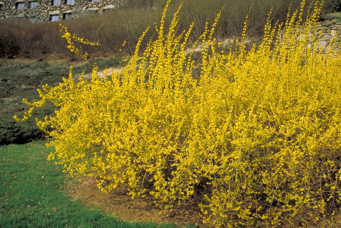 Forsythia X Intermedia Border Forsythia SiteOne