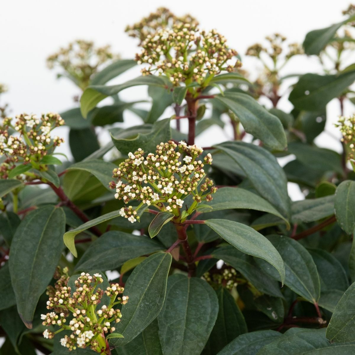 Viburnum Hybrida Moonlit Lace Portfolio Viburnum SiteOne