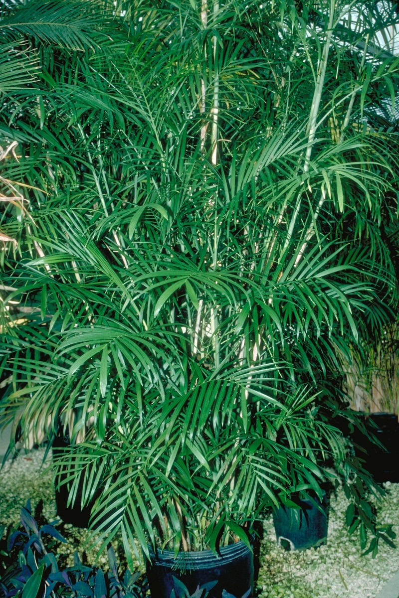 Chamaedorea Seifrizii Reed Palm 15 Indoor Plants SiteOne