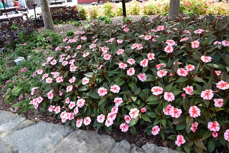 SunPatiens