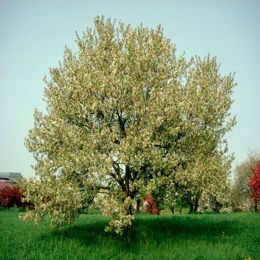snowdrift crabapple for sale