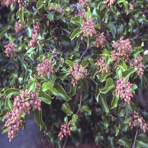 Rhus Ovata Sugar Bush SiteOne