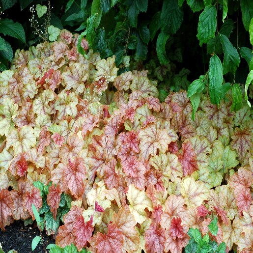 X Heucherella Copper Cascade Foamy Bells SiteOne