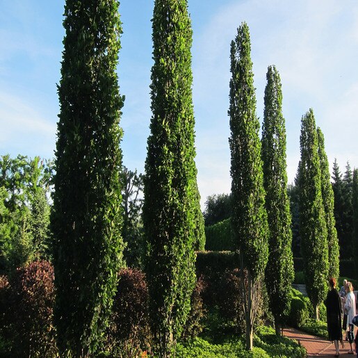 Fagus Sylvatica Fastigiata Fastigiate Beech | SiteOne