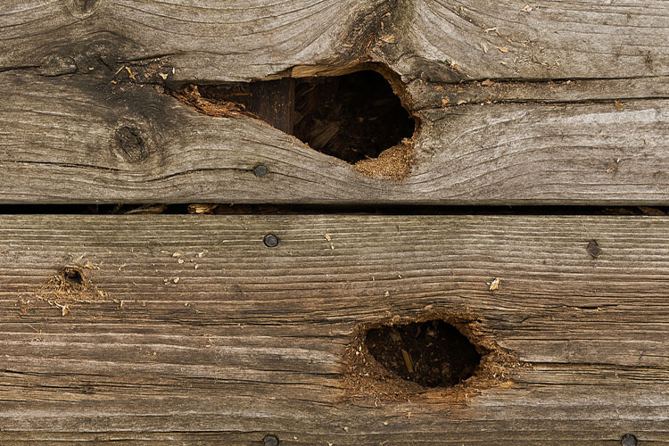Patrulla de plagas: prevención y control de plagas de ardillas listadas