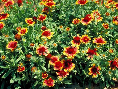 Annuals
