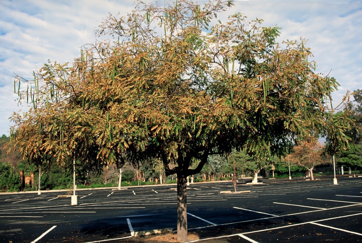Cassia Leptophylla Gold Medallion Tree 36 in. SiteOne