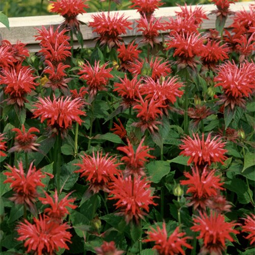 Monarda Didyma Gardenview Scarlet Bee Balm #1 Container | SiteOne