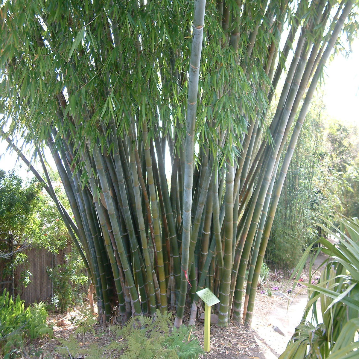 Bambusa Oldhamii Giant Timber Bamboo SiteOne