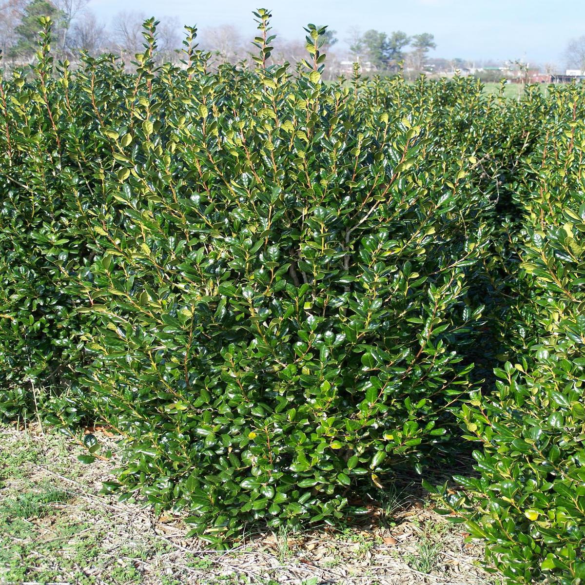 Ilex Cornuta Needlepoint Chinese Holly SiteOne