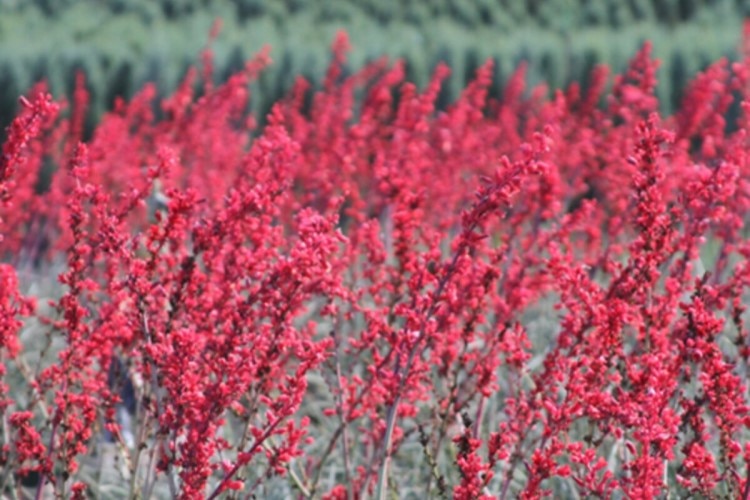 drought tolerant plants