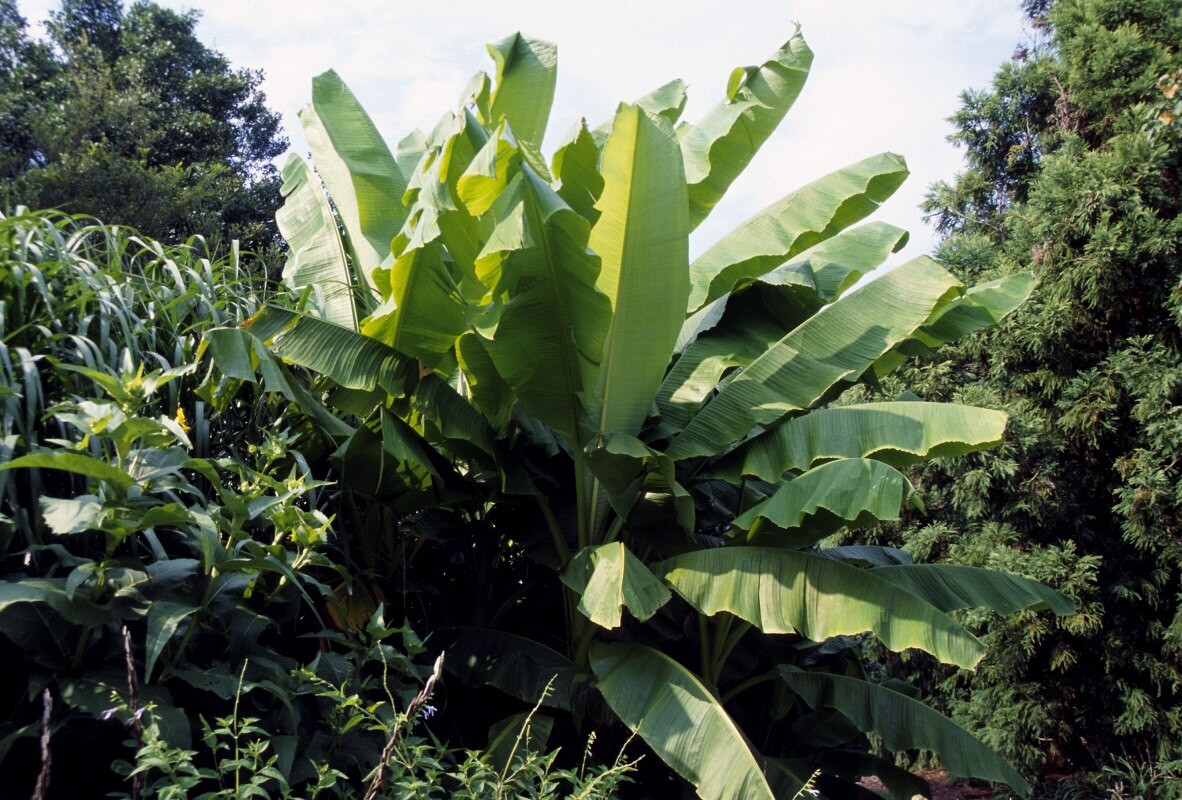 Musa Basjoo Japanese Banana | SiteOne
