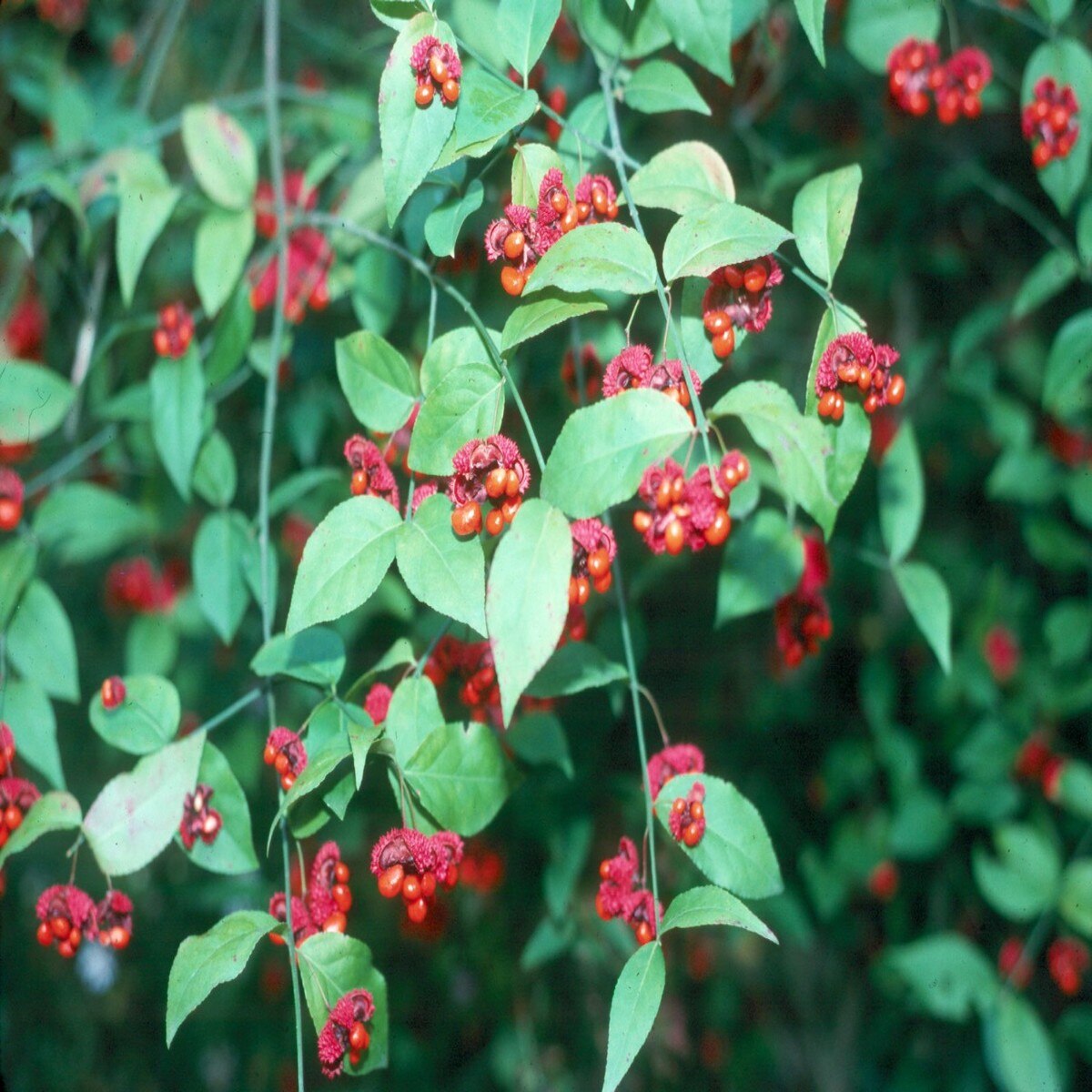 Euonymus Americanus Strawberry Bush SiteOne