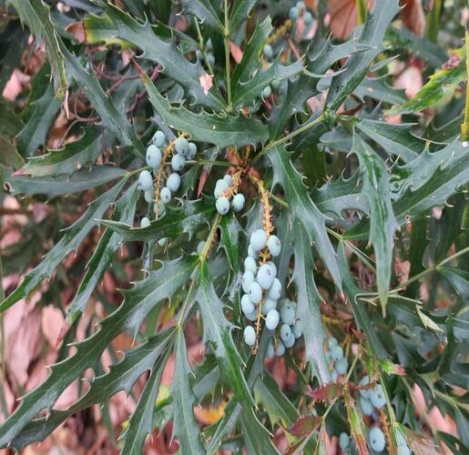 Mahonia X Beijing Beauty 3 Flowers, Plants & Shrubs SiteOne