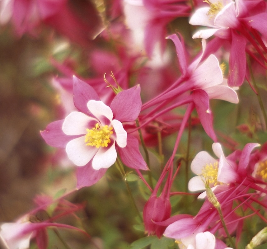 Aquilegia X Hybrida Origami Rose & White Columbine 1 C SiteOne