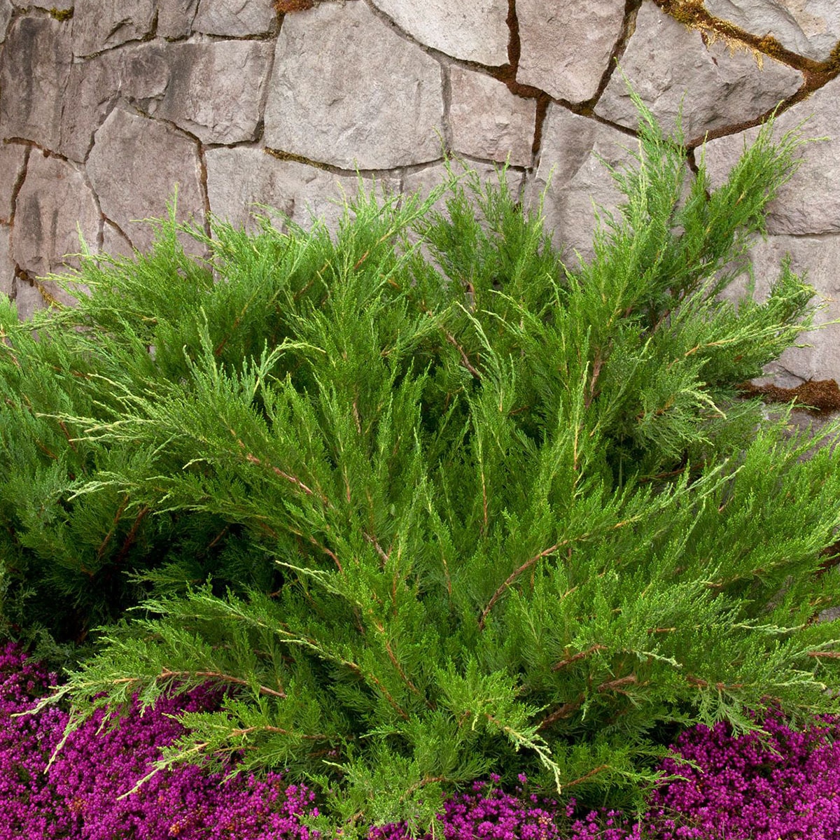 Juniperus Chinensis Monlep Mint Julep Chinese Juniper SiteOne