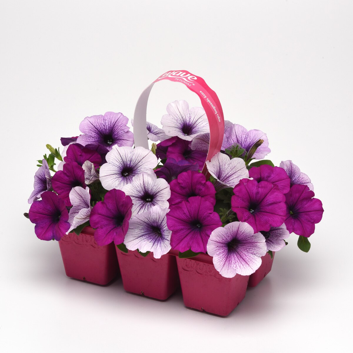 Petunia X Hybrida Easy Wave Plum Pudding Mix Spreading SiteOne