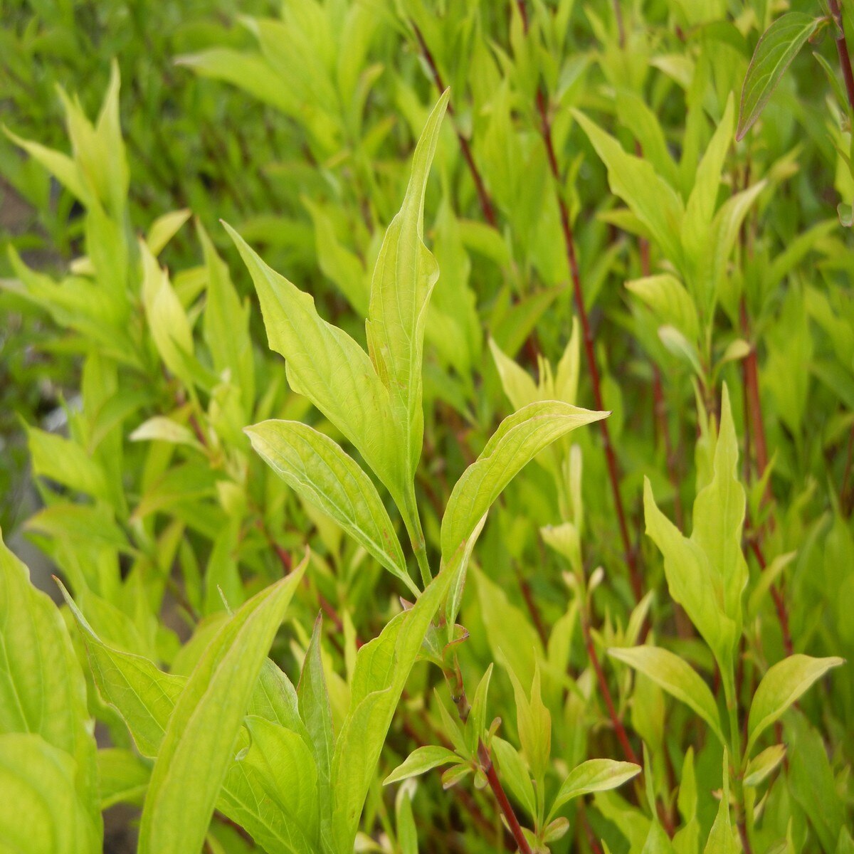Cornus Alba Regnzam Red Gnome Tatarian Dogwood | SiteOne