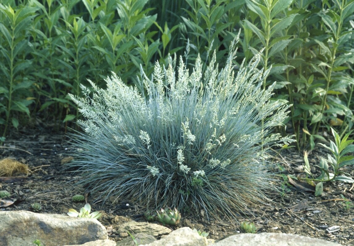 Festuca Glauca Elijah Blue Blue Fescue SiteOne Festuca Glauca Elijah Blue Blue Fescue SiteOne