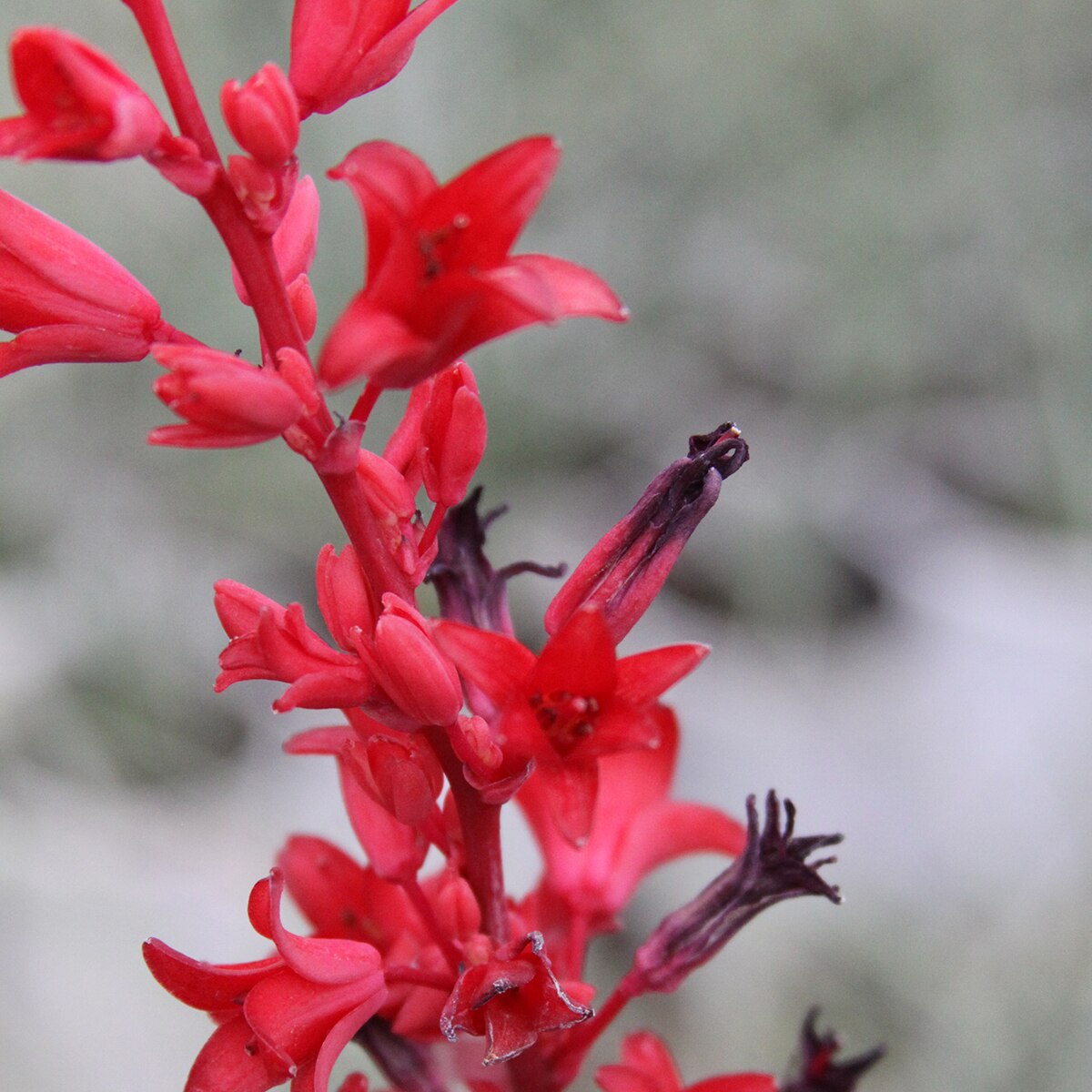 Hesperaloe Parviflora Brakelights Red Yucca SiteOne