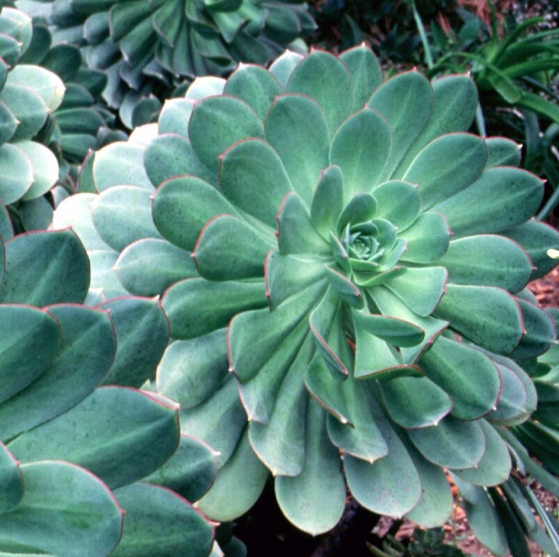 Aeonium Urbicum Saucer Plant SiteOne