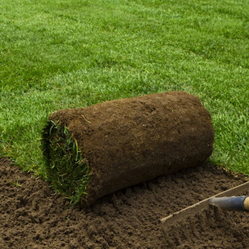 Tifway 419 Bermuda Sod 2 Ft X 125 Ft Big Roll Siteone