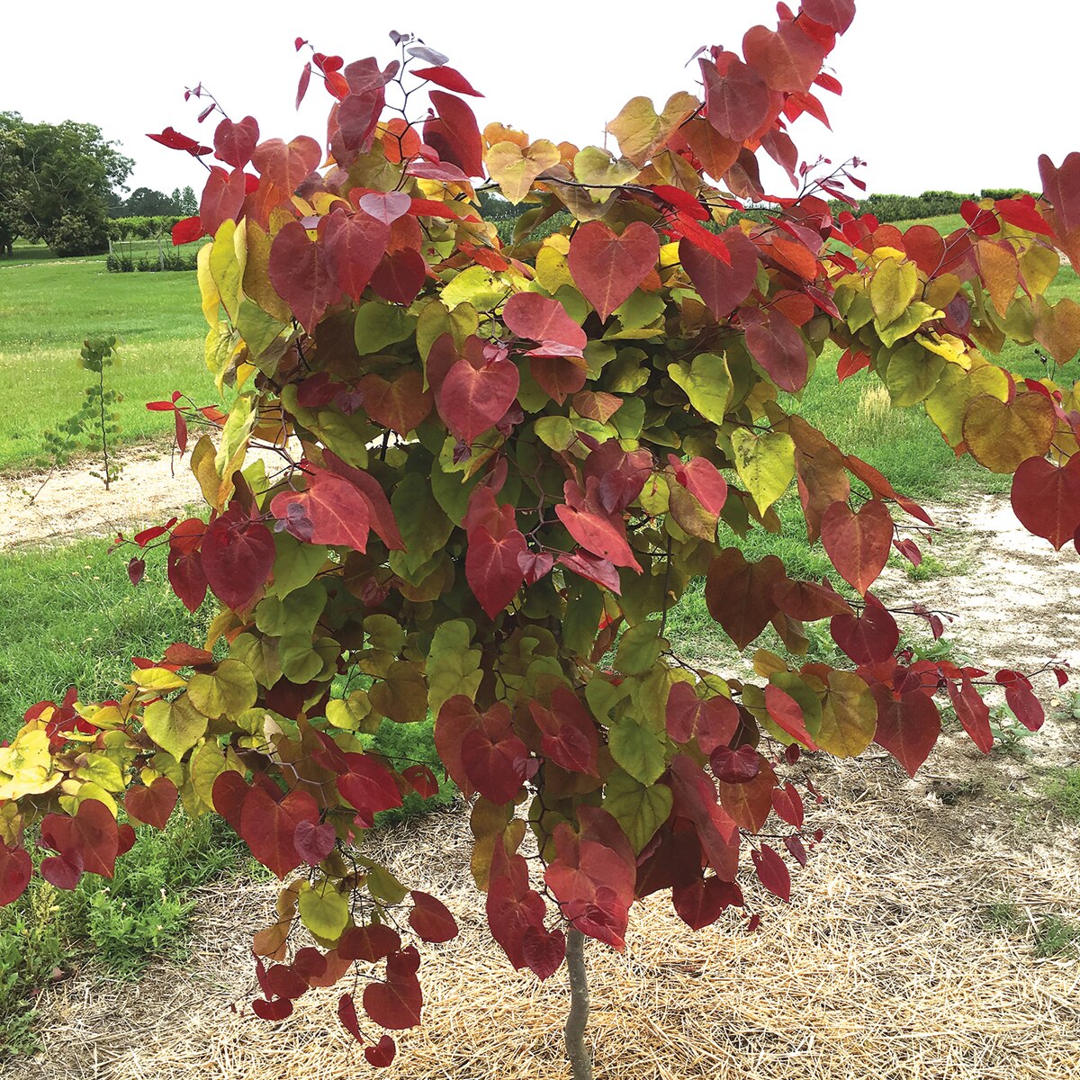 Cercis Canadensis Flame Thrower Eastern Redbud SiteOne