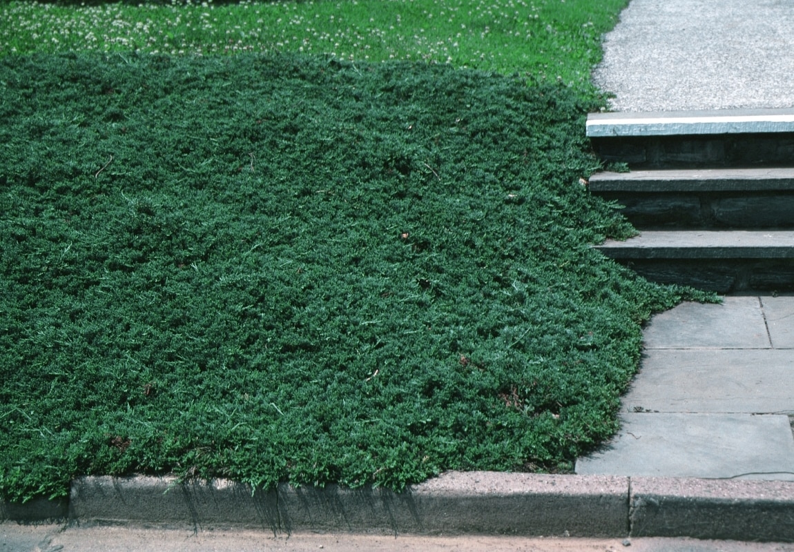 Juniperus Horizontalis Wiltonii Blue Rug Juniper SiteOne