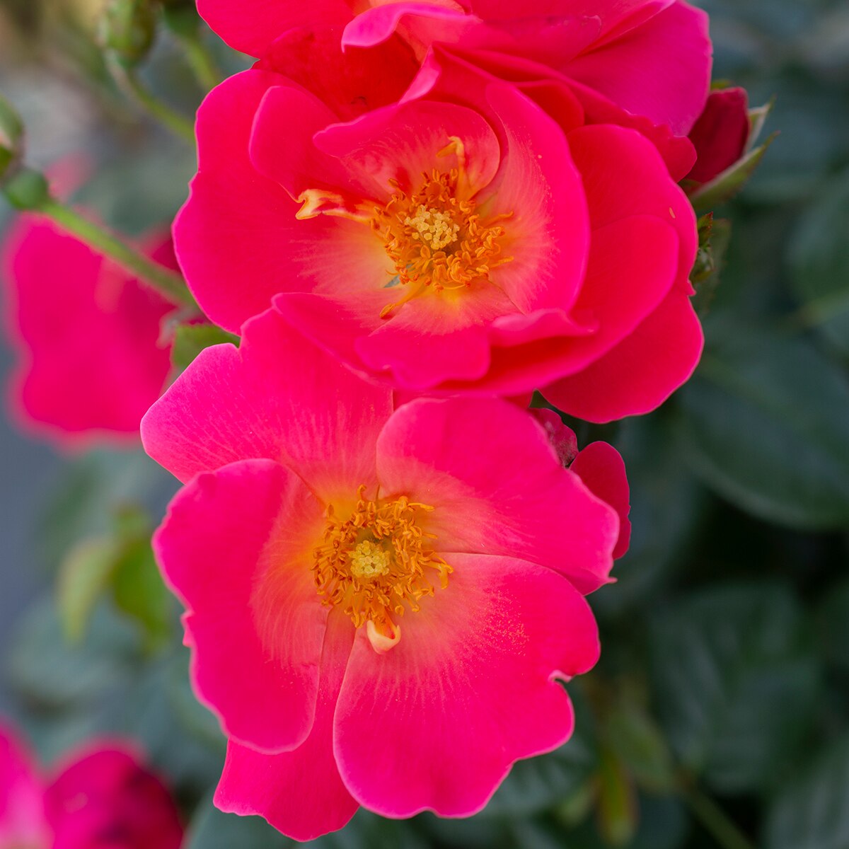 Rosa Floribunda Pink Brick House Rose SiteOne