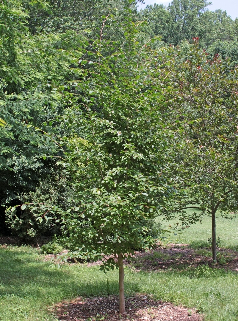 Stewartia Pseudocamellia Japanese Stewartia | SiteOne