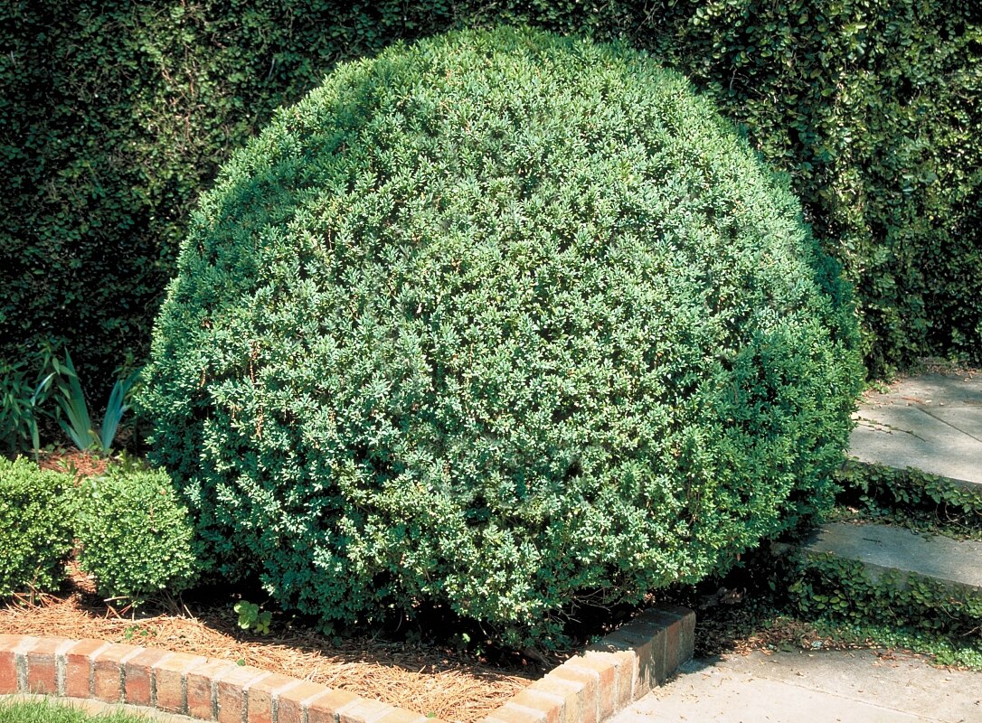Buxus Sempervirens American Boxwood 6 ft. Flowers, Plants & Shrubs