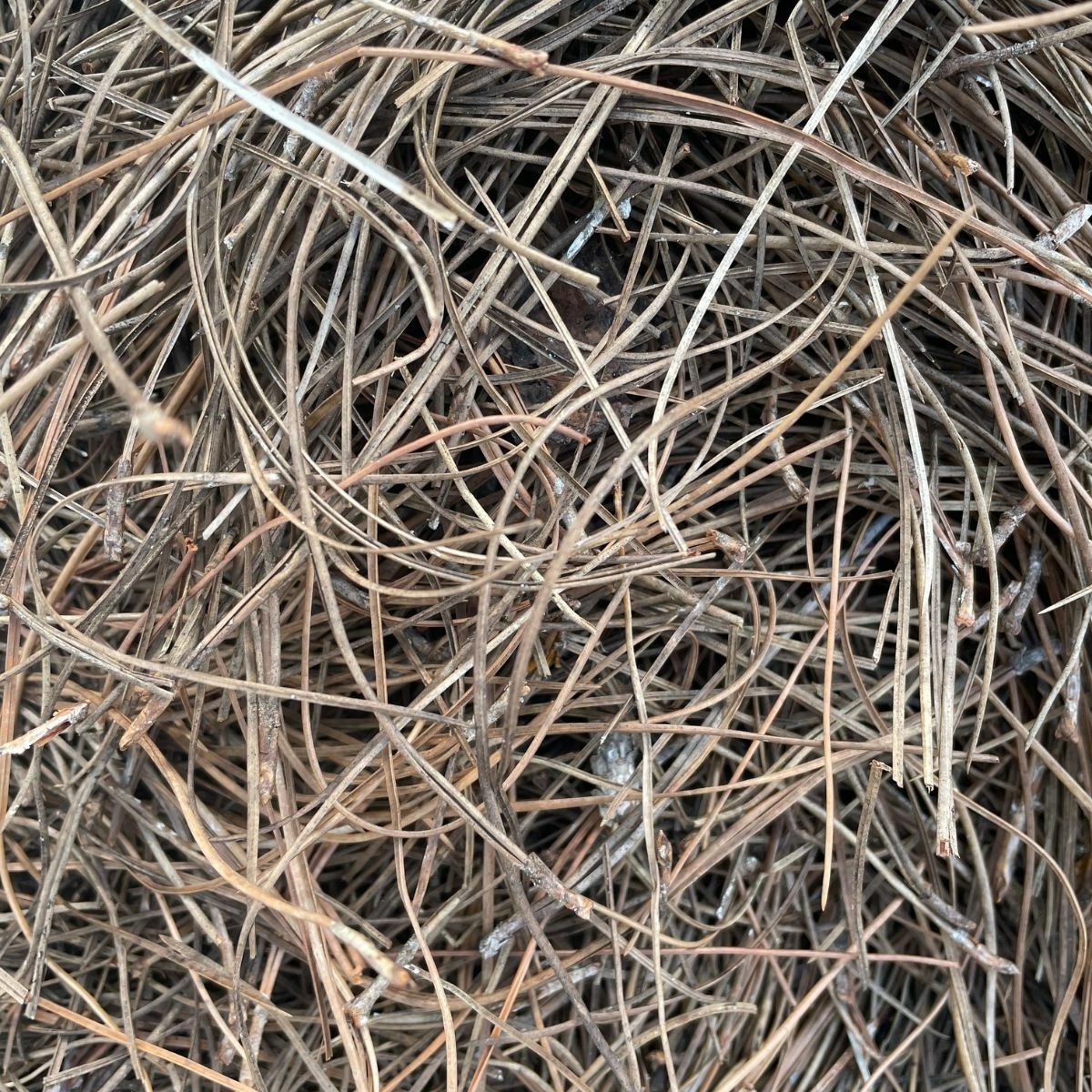 Pine Straw Slash Needle Bale SiteOne