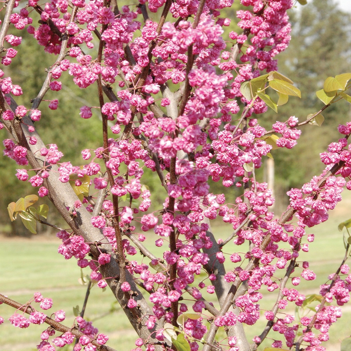 Cercis Canadensis Pink Pom Poms Eastern Redbud SiteOne