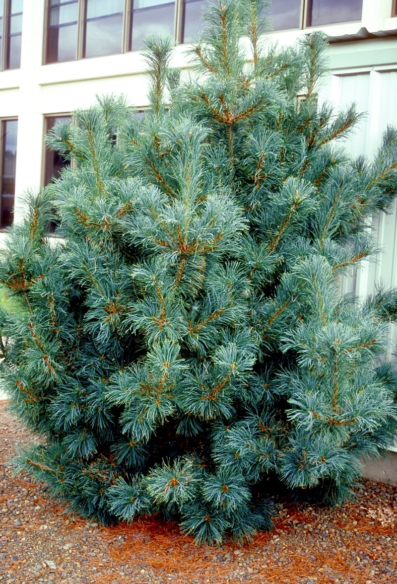 Pinus Parviflora Glauca Japanese White Pine 7 ft. SiteOne