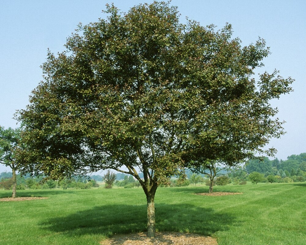 Malus X Velvet Pillar Crabapple | SiteOne