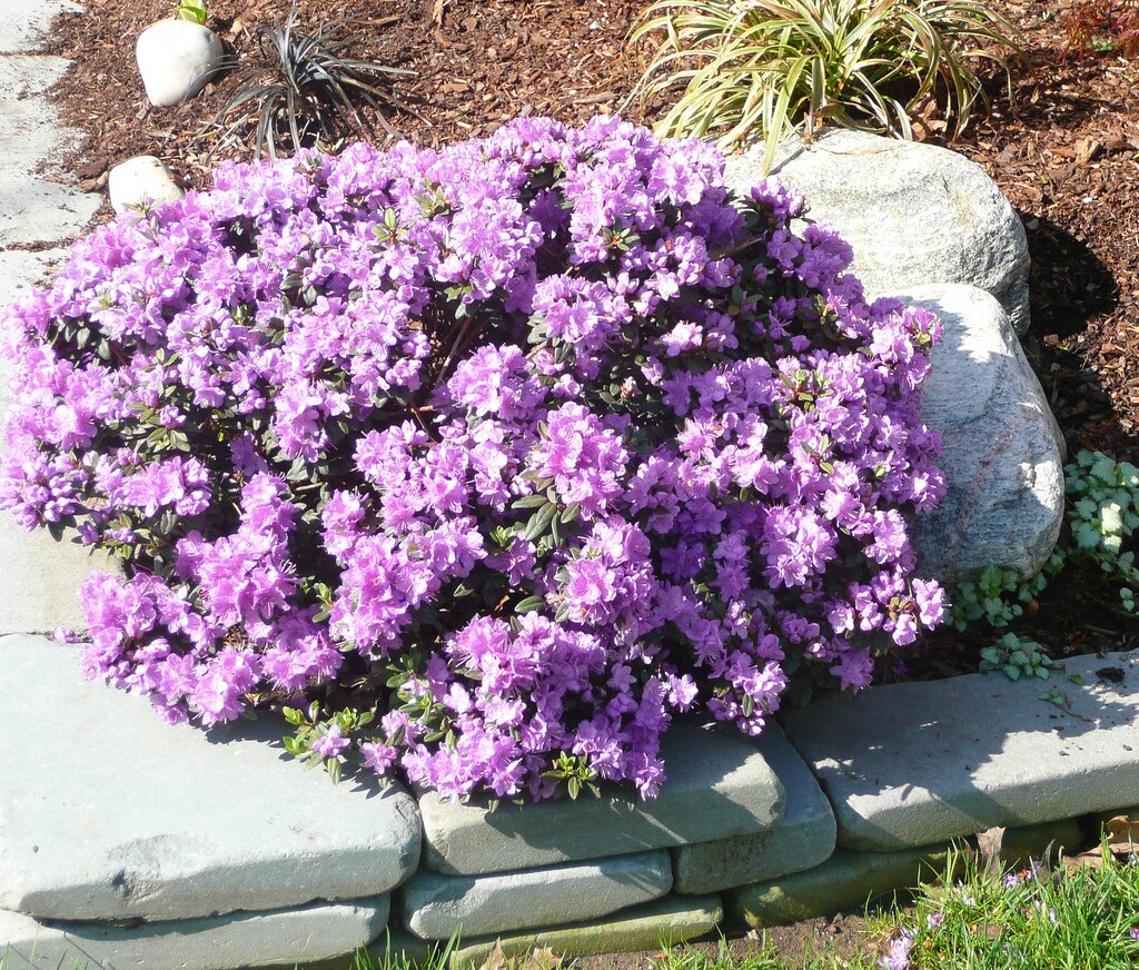 thumbnail image 2 of Rhododendron X 'Blue Baron'  Rhododendron  Evergreen Bluish Purple Flowers 3 Size Container 2 of 9