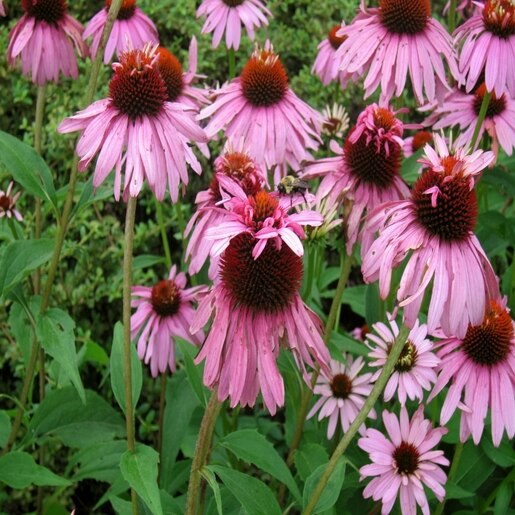 Echinacea Purpurea Double Decker Purple Coneflower 1 SiteOne