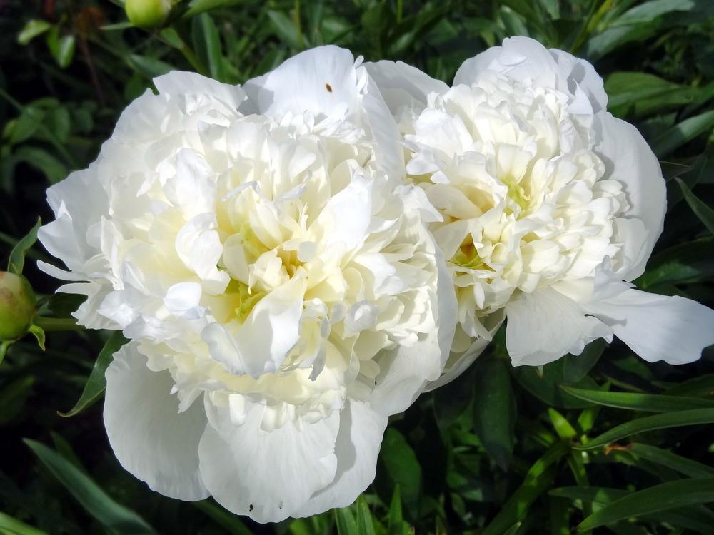 Paeonia Lactiflora Duchesse de Nemours Peony SiteOne