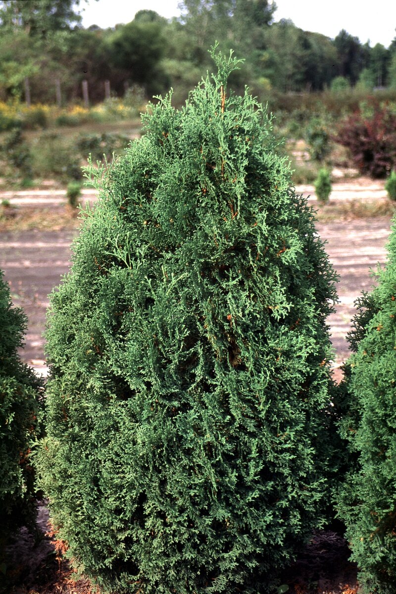 Thuja Occidentalis Holmstrup American Arborvitae 3 ft SiteOne