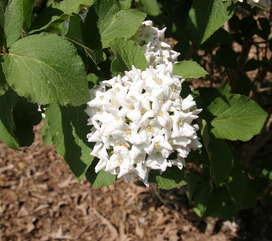 Viburnum X Carlcephalum Cayuga Fragrant Viburnum 3 ft SiteOne