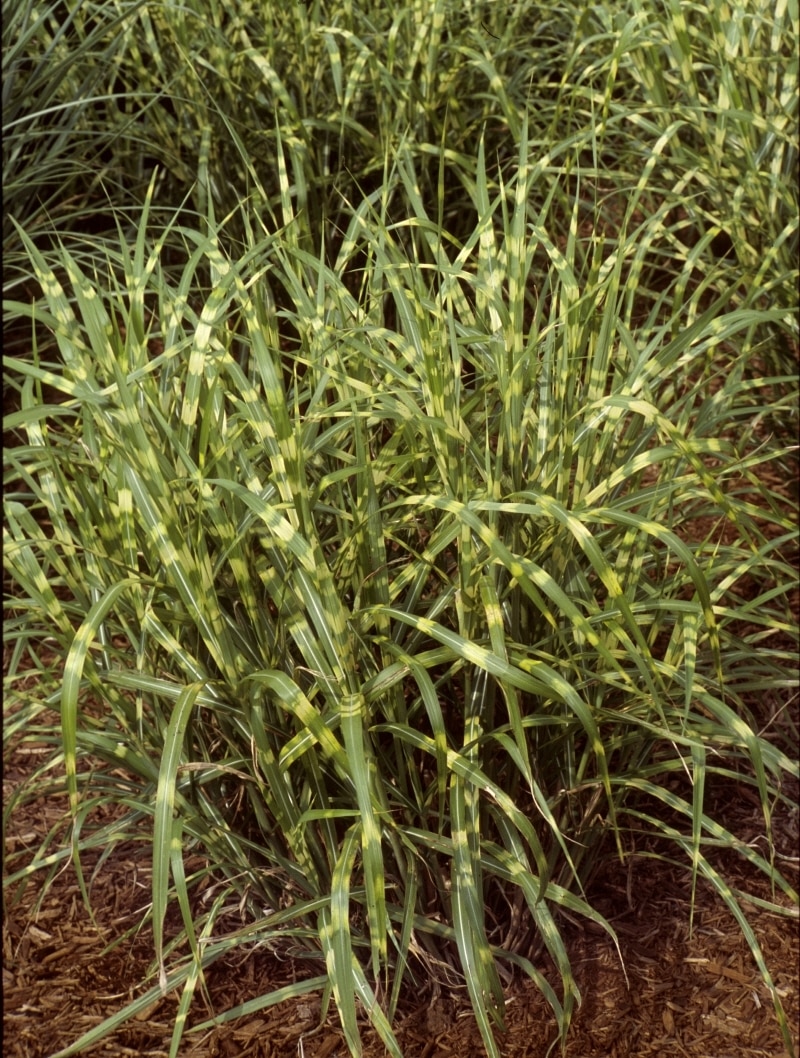Miscanthus Super Stripe Ornamental Grass 3 SiteOne