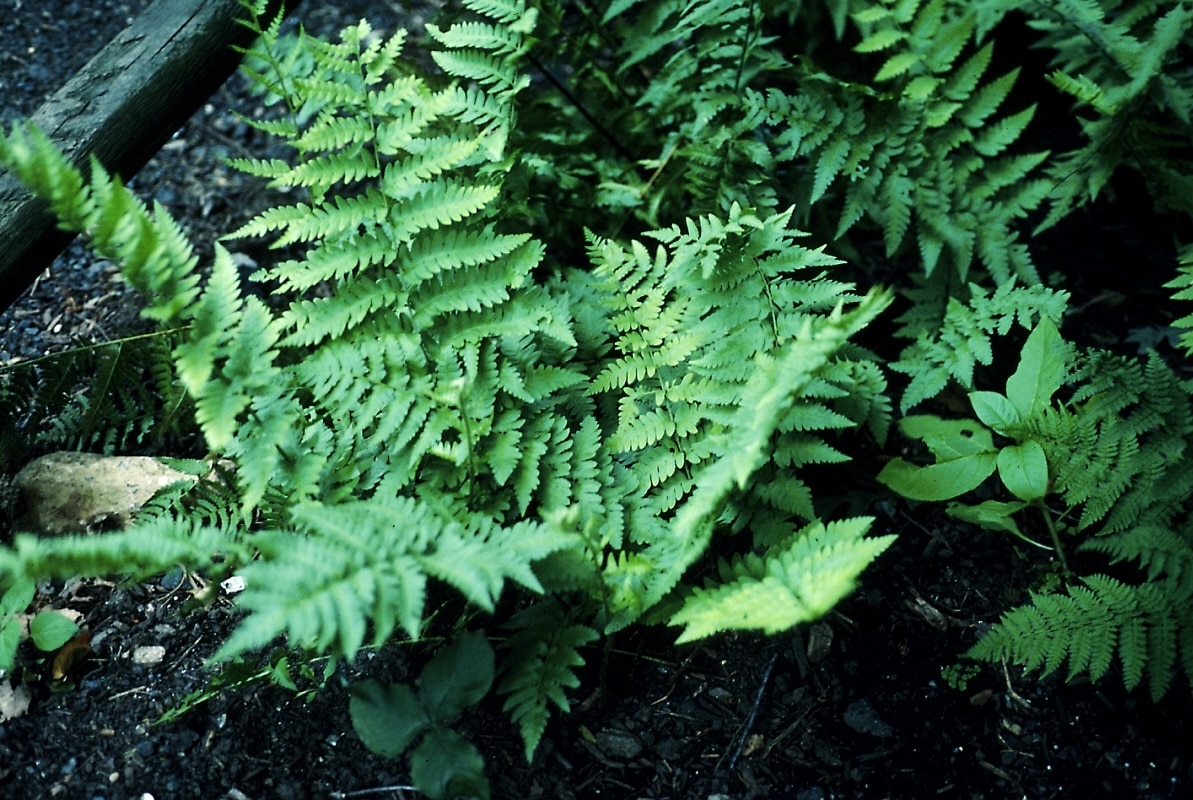Dryopteris Crassirhizoma Thick Stemmed Wood Fern 1 Con SiteOne