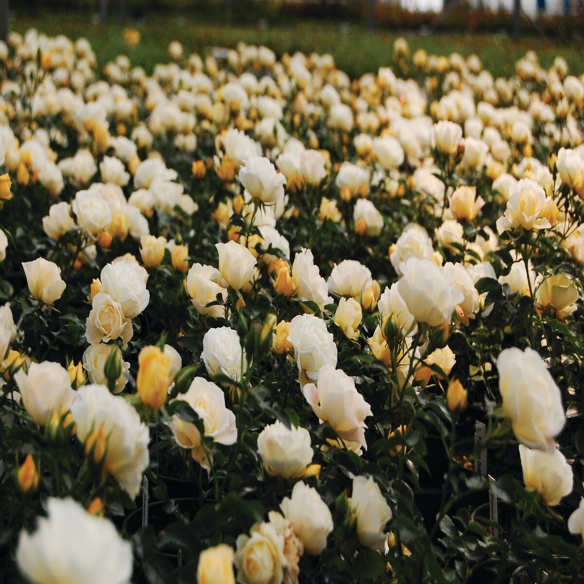 Rosa X Novarospop Popcorn Drift Rose SiteOne